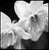 Not Yet Made - Made To Order Paul Cooklin, Daffodil I, Edition of 50 For Sale - Image 5 of 5
