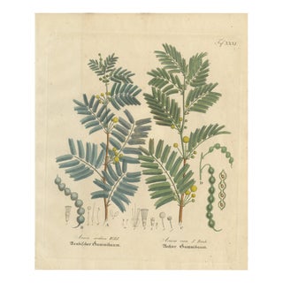 Acacia Arabica and Acacia Vera, 1800s, Paper For Sale