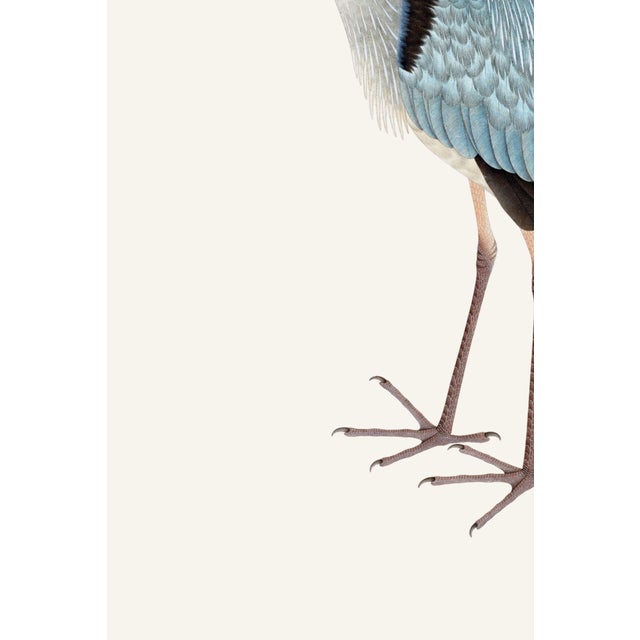 Gray Heron, Vintage Bird Art Print Reproduction, 24" X 36" For Sale - Image 9 of 10