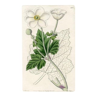 1831, Anemone Botanical Print, the Botanical Register, Original Antique Botanical Print, Engraving, Hand Colored, England For Sale