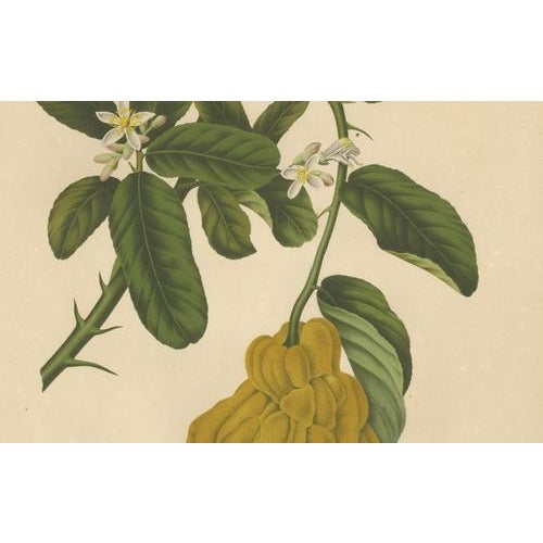 Unknown, Botanical of Buddha's Hand Citron, 1880, Chromolithograph For Sale - Image 4 of 6