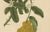 Unknown, Botanical of Buddha's Hand Citron, 1880, Chromolithograph For Sale - Image 4 of 6