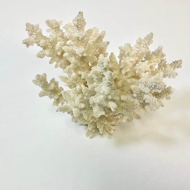 This is a lovely specimen of branch coral sourced from a supplier committed to protecting the eco-system of our oceans....