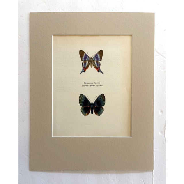 Realism Vintage 1965 Butterfly Print in 11x14 Mat: Diorina Psecas & Lyropteryx Apollonia For Sale - Image 3 of 3