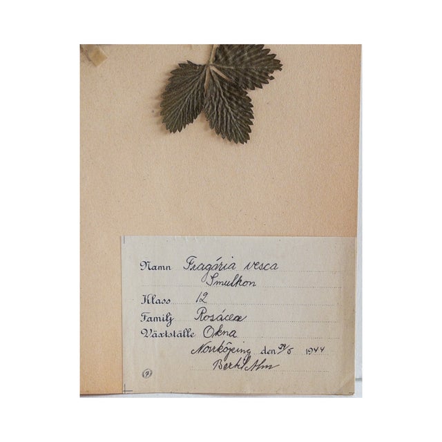 Vintage Swedish Herbarium - Wild Strawberry, Circa 1944 For Sale - Image 4 of 4