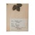 Vintage Swedish Herbarium - Wild Strawberry, Circa 1944 For Sale - Image 4 of 4