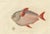 Moonfish, 1842, Paper For Sale