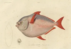 Moonfish, 1842, Paper
