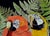 1990s Scarlett Macaw Parrots and Ferns Watercolor, Large-Scale Horizontal Panorama For Sale - Image 4 of 6