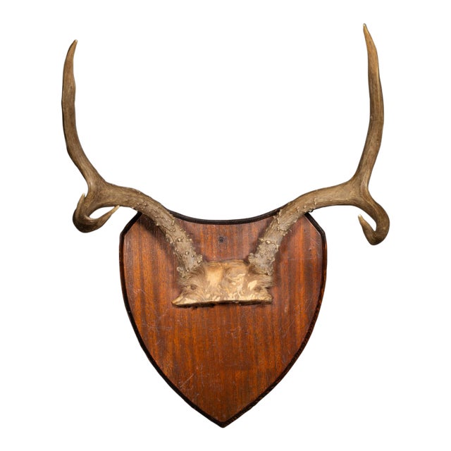 Vintage Mounted Deer Antlers on Wooden Plaque C. 1940-1970 For Sale