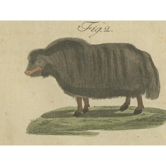 Early 19th Century Bertuch, Exotic Cattle, Yak & Buffalo, 1800, Engraving For Sale - Image 5 of 10