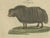 Early 19th Century Bertuch, Exotic Cattle, Yak & Buffalo, 1800, Engraving For Sale - Image 5 of 10
