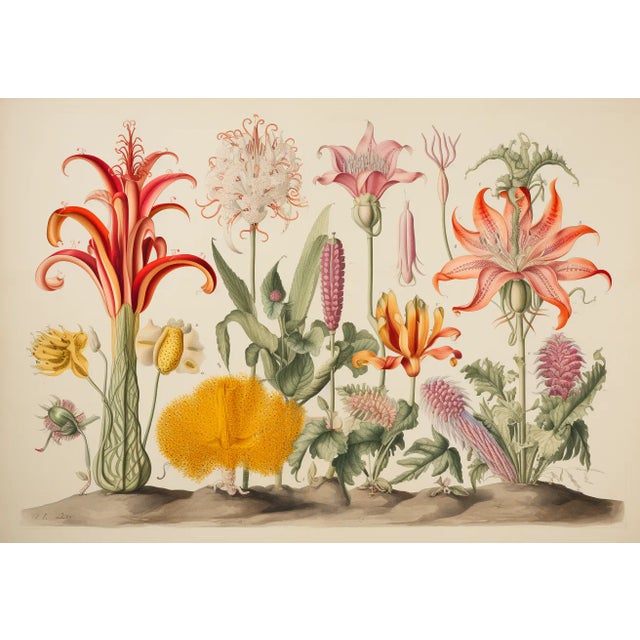 Set of 4 - 20' X 13.9' Botanical Prints 'Hortus Floridus' Style Flowers #14, Unframed For Sale - Image 6 of 8