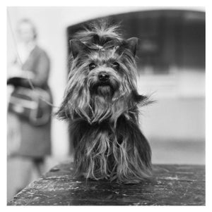 Yorkshire Terrier' Unframed Archival Pigment Print