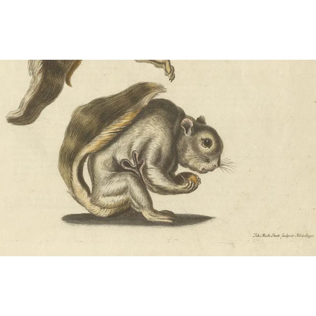 Seligmann, Flying Squirrels, 1762, Original Hand-Colored Engraving For Sale - Image 4 of 10