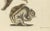 Seligmann, Flying Squirrels, 1762, Original Hand-Colored Engraving For Sale - Image 4 of 10