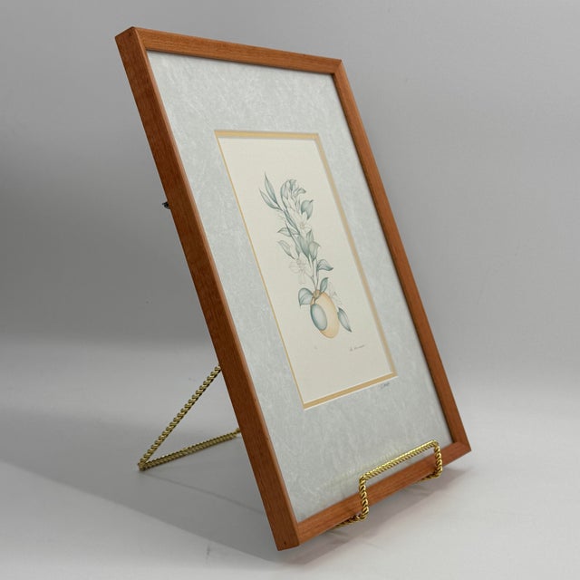 Vintage 1981 botanical portfolio print by Belgian artist Margot Weemaes (1909–1993), depicting citrus fruit, white...