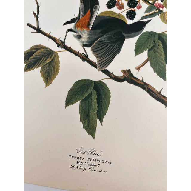 American 1964 Audubon Folio Lithograph Great Bird Paintings - "Cat Bird" 17x14 For Sale - Image 3 of 8