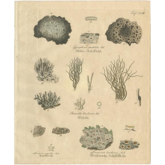 Antique Logwood Botanical Print, Haematoxylon Campechianum, c.1831 This distinctive botanical engraving depicts...