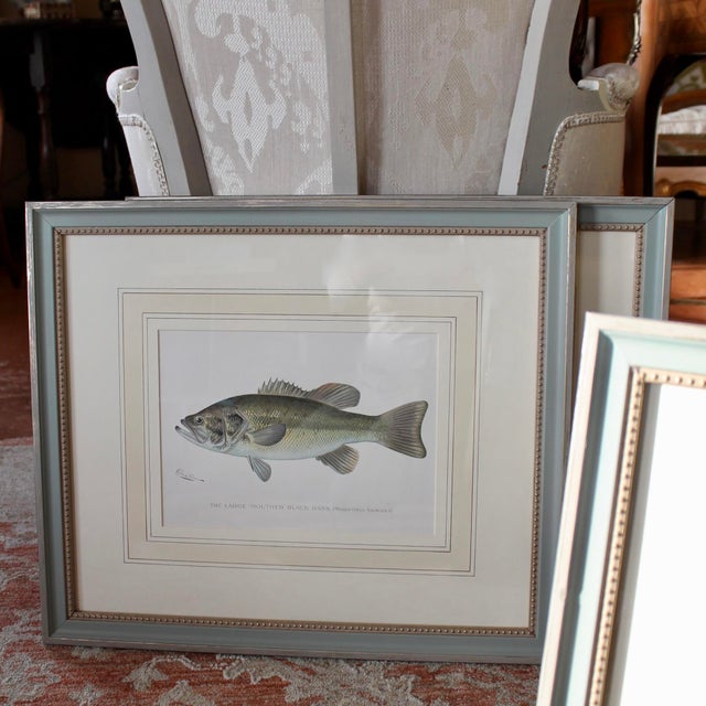 Sherman Foote Denton (1856-1907) was a highly skilled American illustrator of natural history, specializing in fish and...