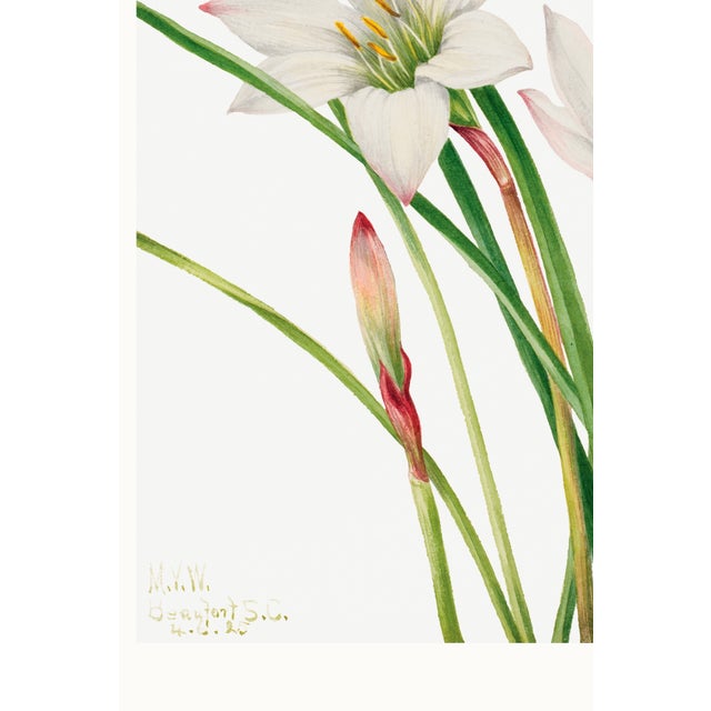 Atamasco Lily, Vintage Botanical Art Print Reproduction by Mary Vaux Walcott, 20" X 30" For Sale - Image 9 of 10