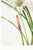 Atamasco Lily, Vintage Botanical Art Print Reproduction by Mary Vaux Walcott, 20" X 30" For Sale - Image 9 of 10