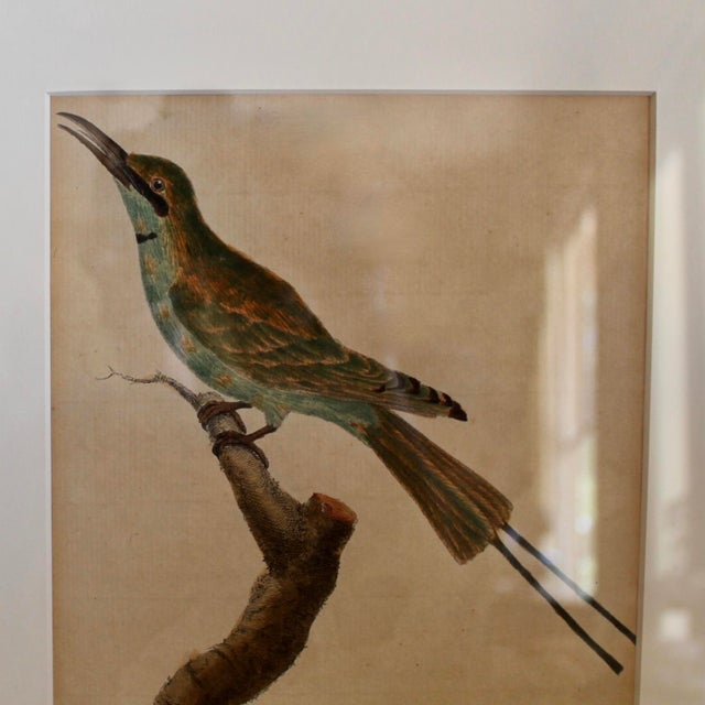 Birds: Copperplate Engravings of by François Martinet - Set of Four For Sale - Image 9 of 14