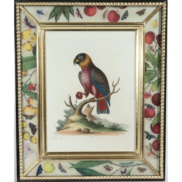 !8th-Century Engraved Prints of Exotic Birds by George Edwards With Decoupage Frames (12) For Sale In Philadelphia - Image 6 of 14