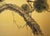 Wood "Old Pine Tree", Pre-1964 Showa Era Japanese Painted Silk Byobu Screen For Sale - Image 7 of 17