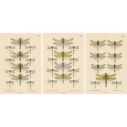 Dragonfly Lithographs from Die Geradflügel Mitteleuropas, 1908, Set of 3 For Sale - Image 13 of 13