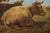 Antique European School Oil Painting, Cattle Grazing For Sale - Image 13 of 18