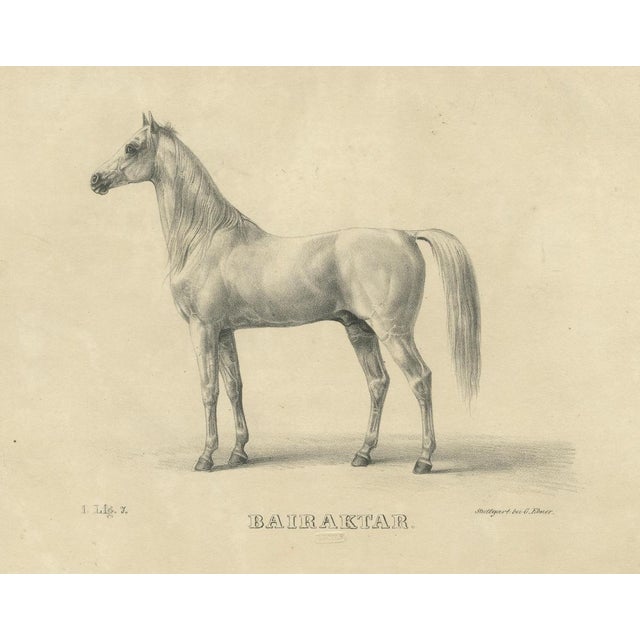 August Jäger, Horse Bairaktar, 1846, Paper Lithograph For Sale - Image 3 of 10