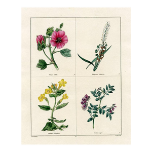 1829, Monkey-Flower Botanical Print, the Botanic Garden, Original Antique Botanical Print, Engraving, Hand Colored, England