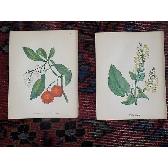 Antique 19th Century Anne Pratt Botanical Chromolithographs - Set of 12` For Sale In Cincinnati - Image 6 of 8