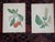 Antique 19th Century Anne Pratt Botanical Chromolithographs - Set of 12` For Sale In Cincinnati - Image 6 of 8