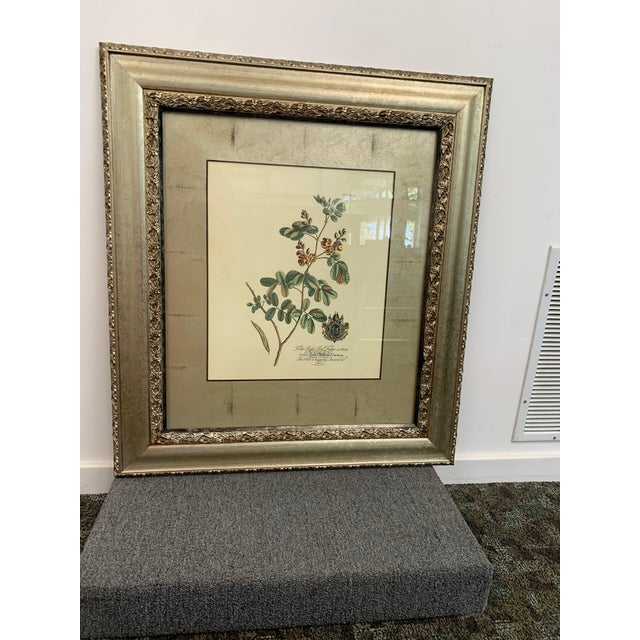 2000 - 2009 Pair of Framed Botanical Prints in Silver Frames For Sale - Image 5 of 6