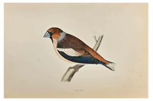 Alexander Francis Lydon, Hawfinch, Woodcut Print, 1870