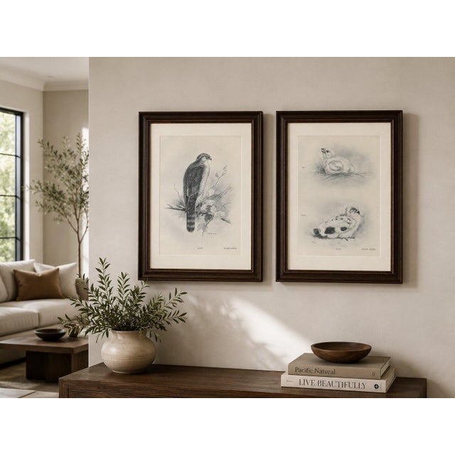 Lilian M. Medland, Adult Sparrowhawk and Chicks, 1908, Monochrome Ornithological Plates, Set of 2 For Sale - Image 9 of 10