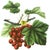 Holiday Berries Warm White Linen Pillow 20" x 20" Plush Feather Down Fill Hidden Zipper in Back Matching Corded Finish
