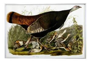 Audubon Wild Turkey Plate #6 Havell Oppenheimer Edition