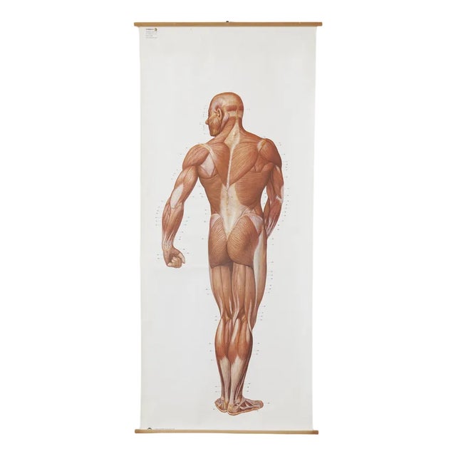 Large Anatomical Wall Chart from Deutsche Hygiene Museum, Dresden, 1992 For Sale