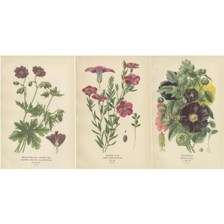 Victorian Botanical Splendor, 1896, Paper, Set of 3 For Sale