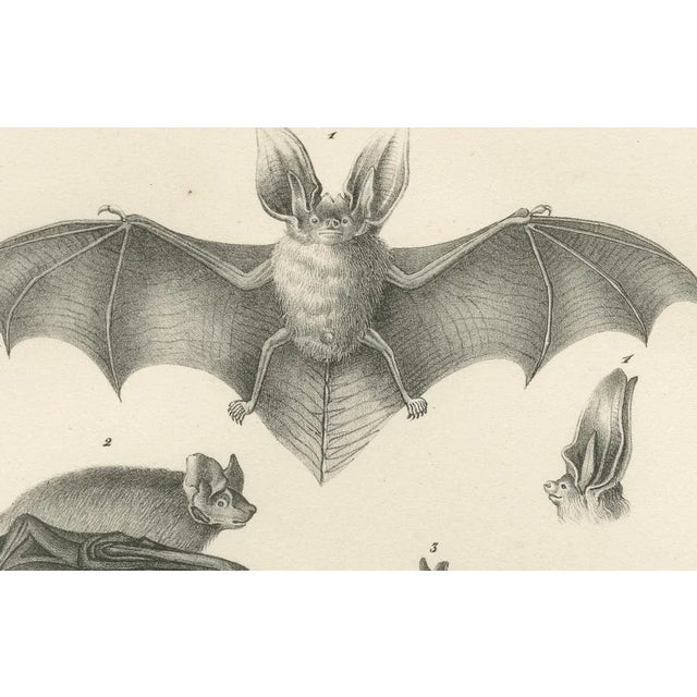 Mid 19th Century Anatomical Studies of Bats, 1836, Lithographs on Paper, Set of 2 For Sale - Image 5 of 11