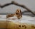 Traditional 1930s 14k Yellow Gold Carnelain Soldier Warrior Intaglio Signet Ring Sz 10.25 For Sale - Image 3 of 17