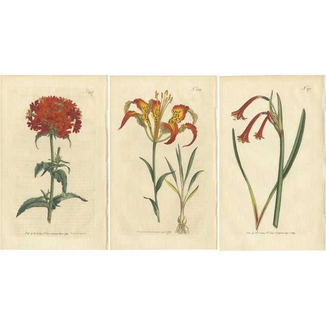 Curtis, Botany Illustrations, 1794, Prints, Set of 3 For Sale - Image 6 of 6