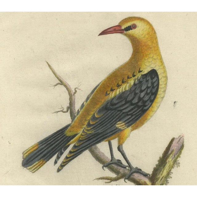 Seligmann, Regal Golden Thrush Perched, 1749, Print For Sale - Image 6 of 7