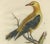Seligmann, Regal Golden Thrush Perched, 1749, Print For Sale - Image 6 of 7