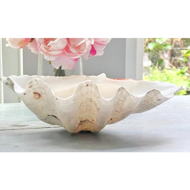 Tridacna Giant Clam Shell Natural Large Vintage Decorative Piece 12.75" For Sale - Image 4 of 9