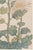Not Yet Made - Made To Order Spider Chrysanthemum Trio by Hasegawa, Vintage Japanese Botanical Art Print, 16" X 24" For Sale - Image 5 of 9