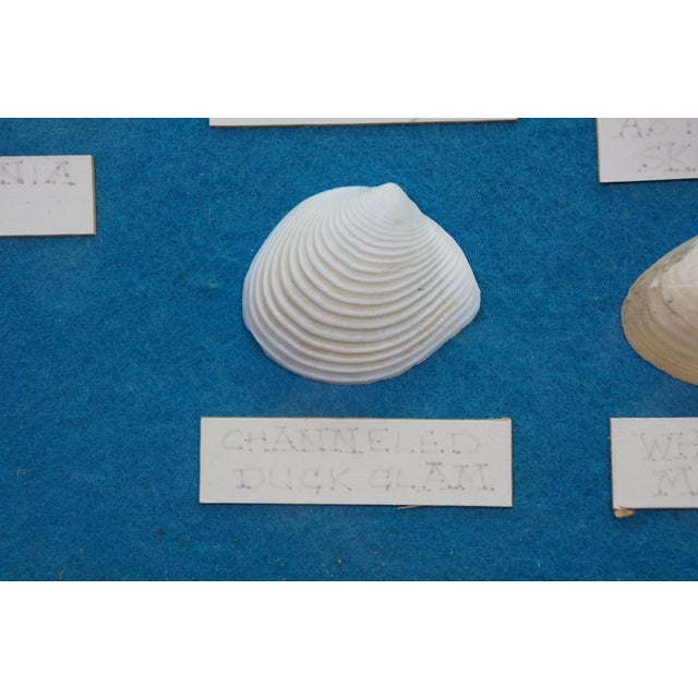Shell Late 20th Century Nautical Ocean Seashell Coral Fish Theme Shadowbox Display Fossil Specimens 25" For Sale - Image 7 of 11